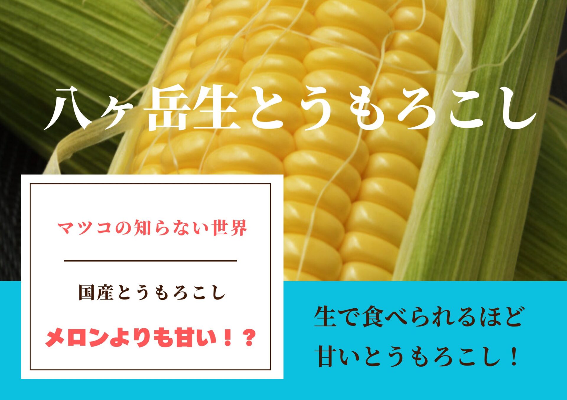 マツコの知らない世界の八ヶ岳生とうもろこしの口コミ！通販や直売所、食べ方や販売時期！